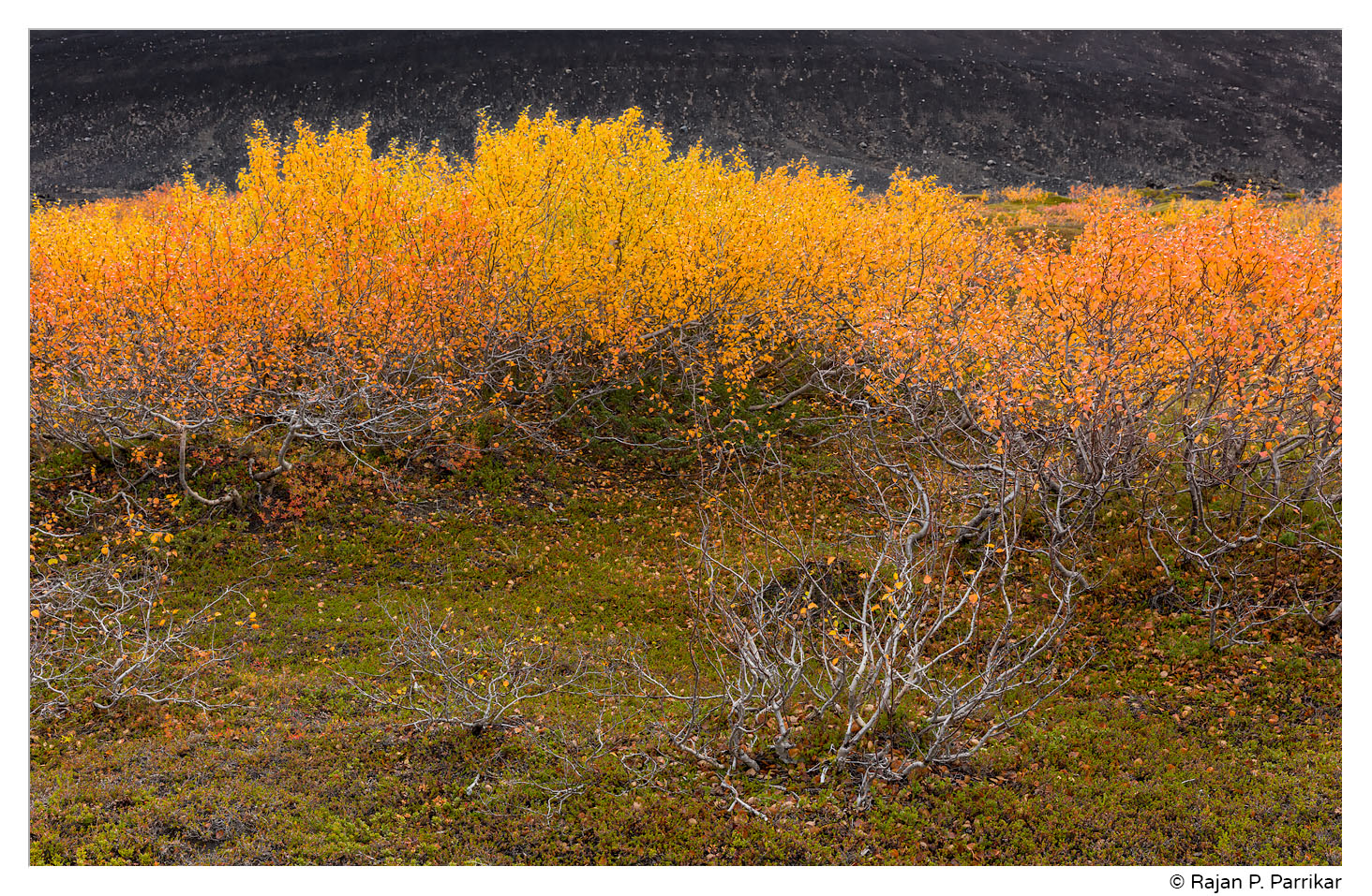 Fall colour near Hverfjall, Iceland