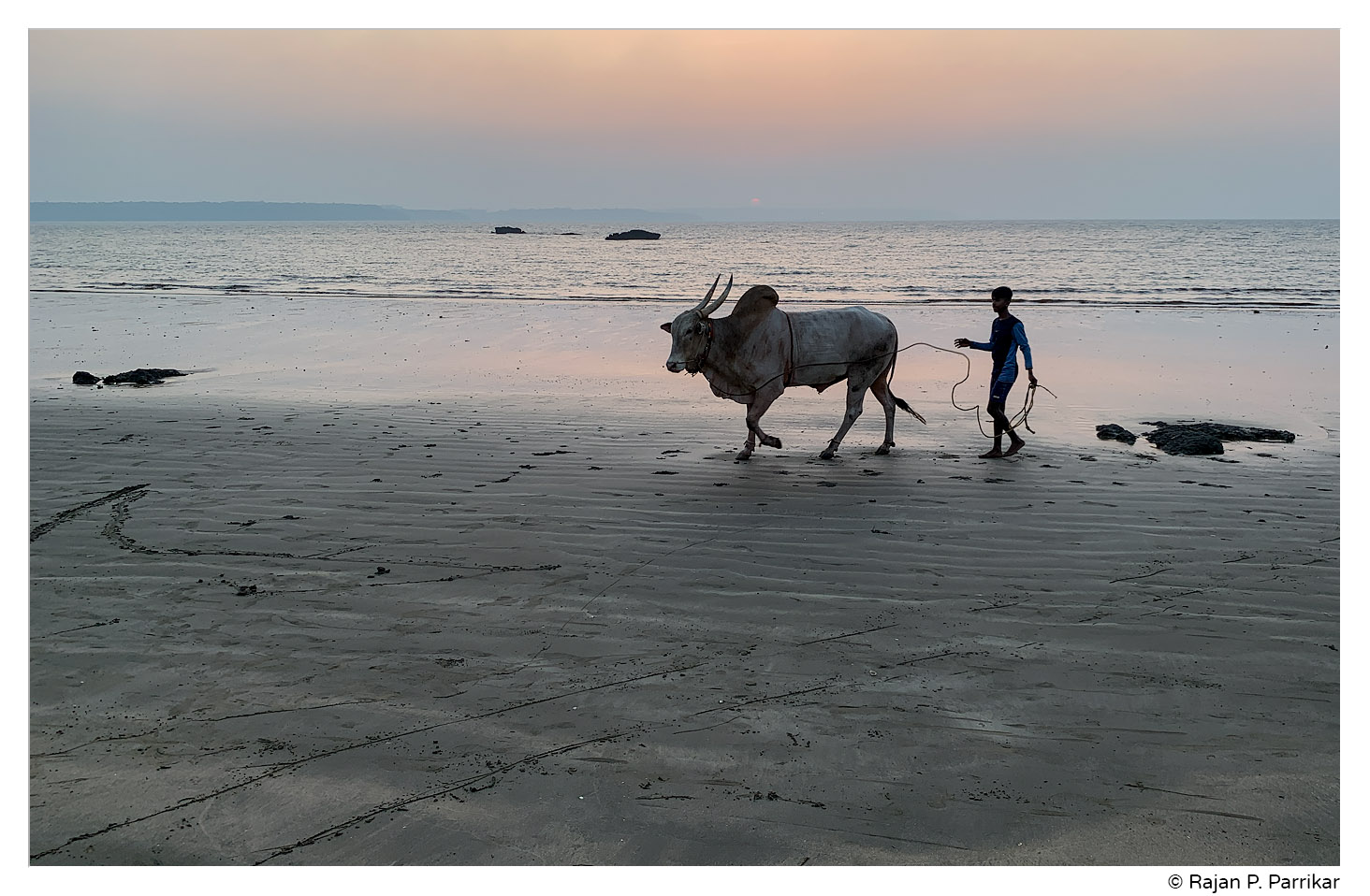 Bull on Siridona beach, Goa