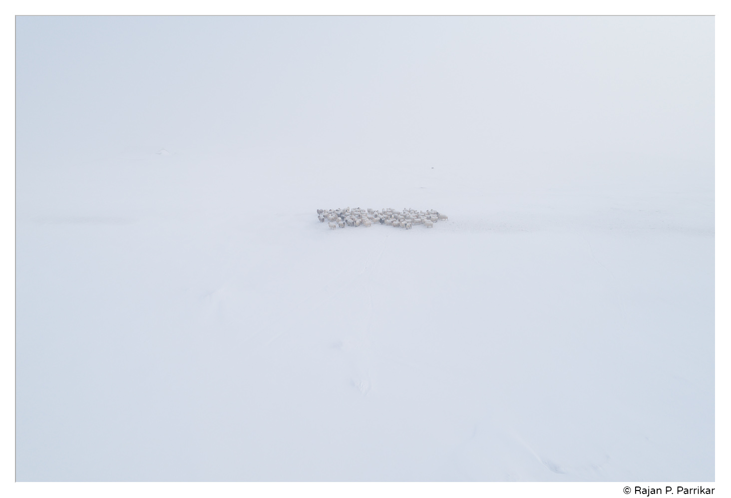 Sheep, Snow, Fog in Möðrudalur, Iceland