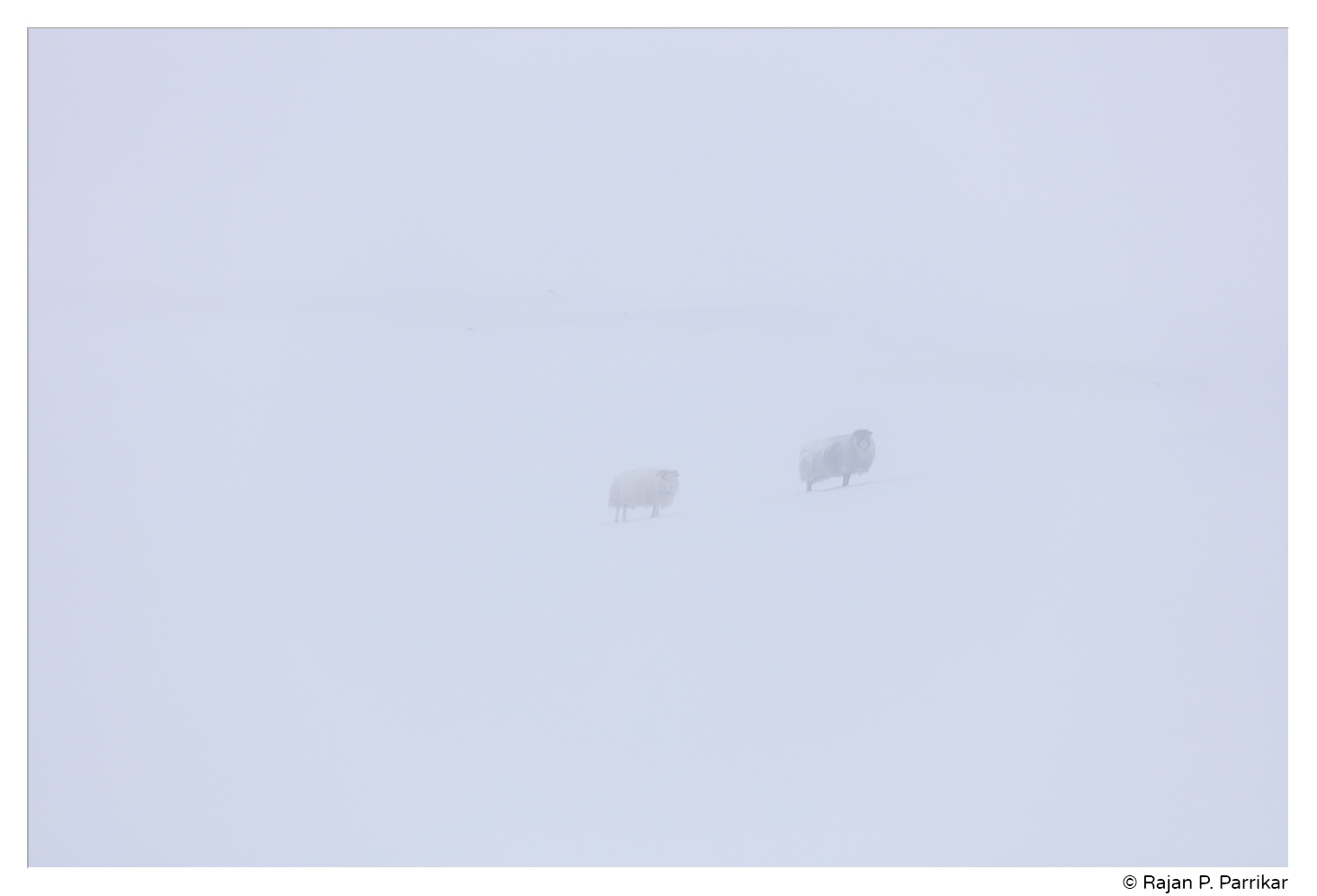 Sheep, Snow, Fog in Möðrudalur, Iceland