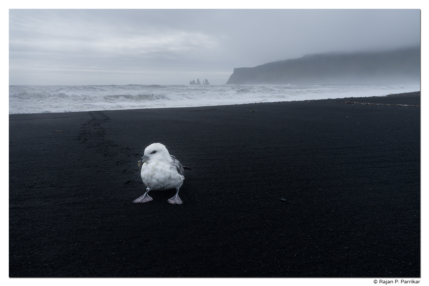 Fulmar stranded on beach at Vík, Iceland