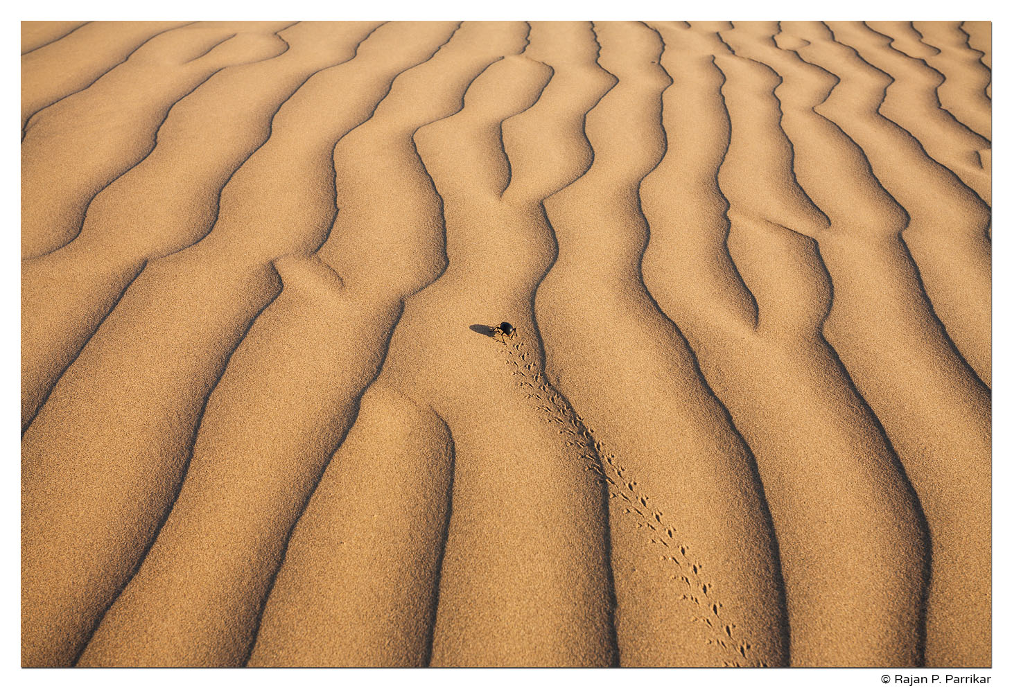 Dung beetle on Khuri sand dunes, Jaisalmer, Rajasthan