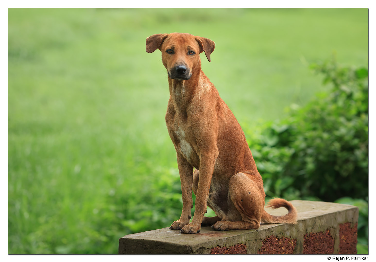 Dog in Curca, Goa