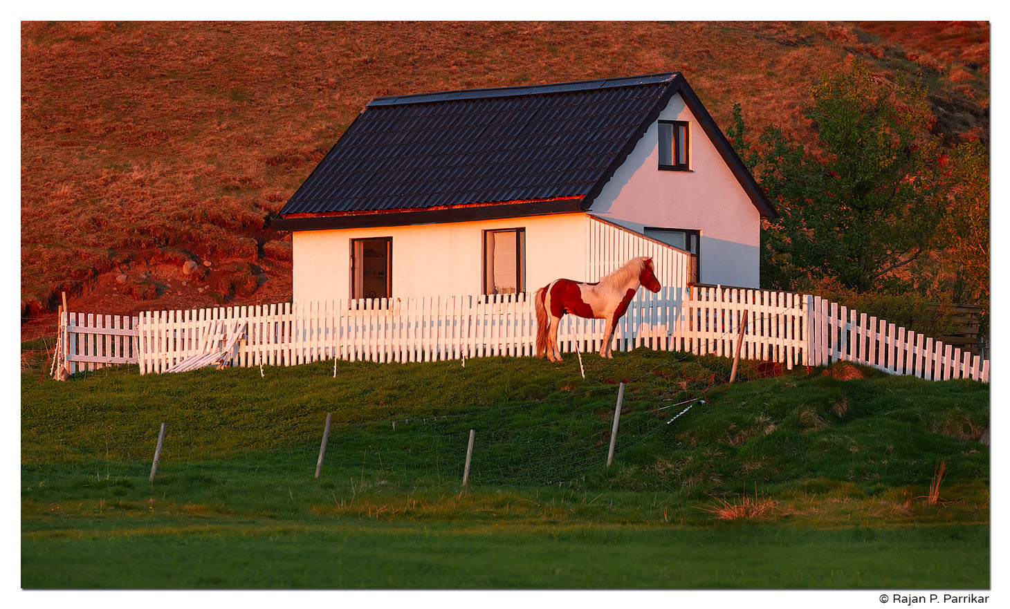 Icelandic horse, Midnight sun, in Skagafjörður, Iceland