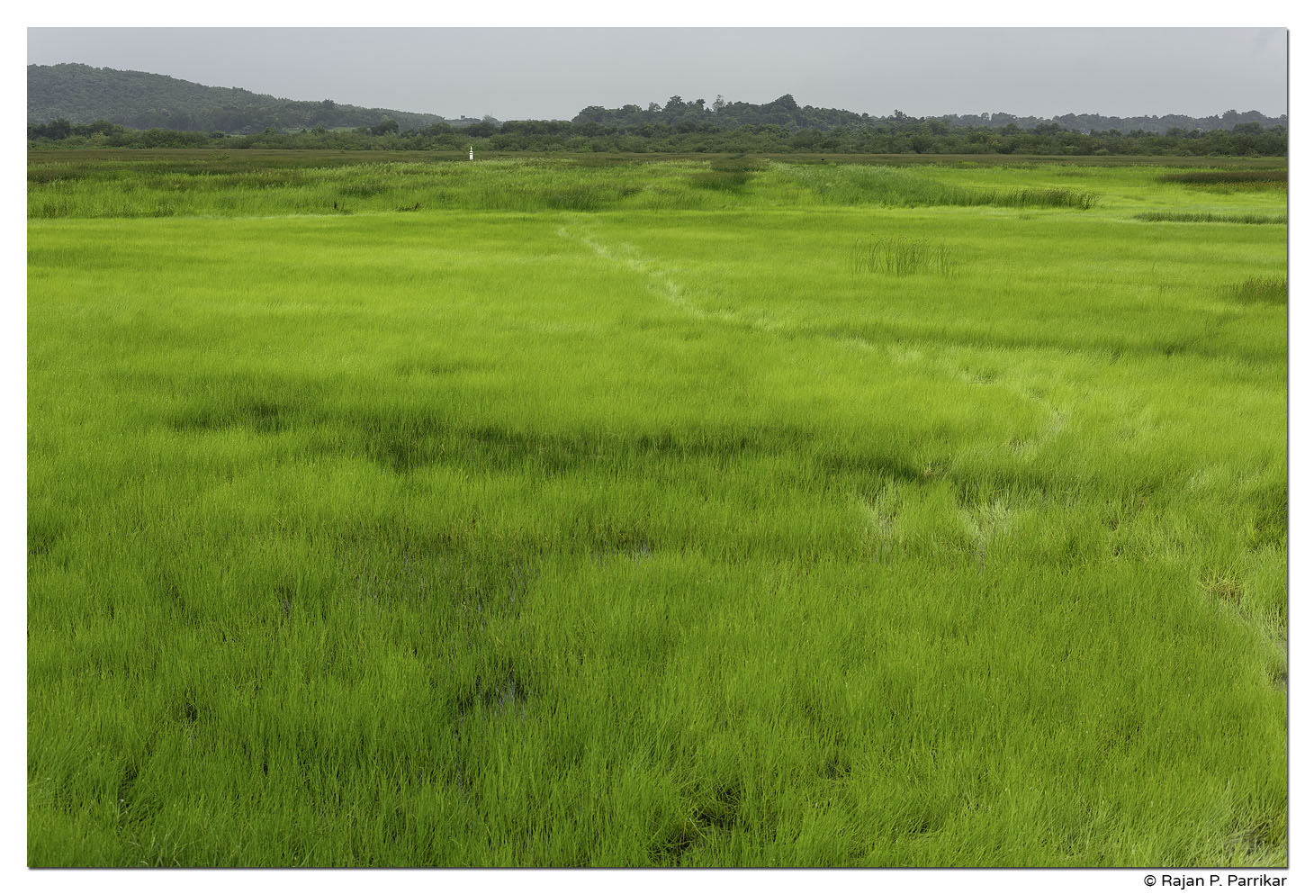 Monsoon Greens in Chorão, Goa