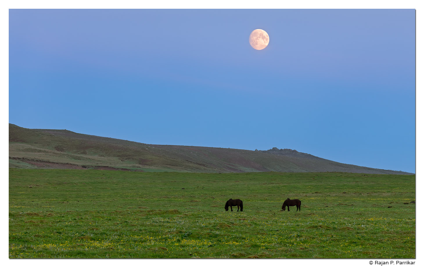 Summer Night, Icelandic Horses, Moon, Reykjanes, Iceland