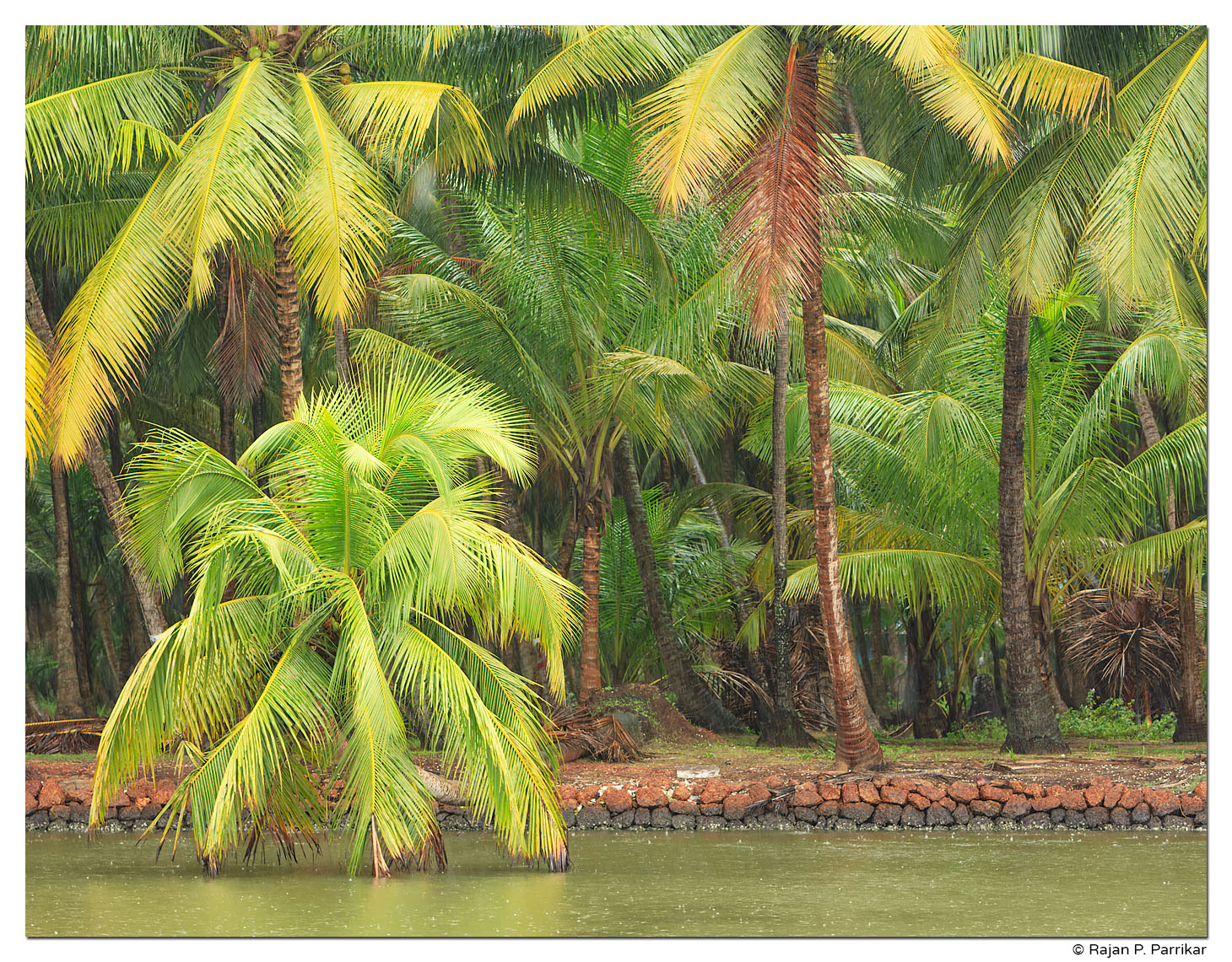 Coconut Trees, Valiyaparamba, Kerala