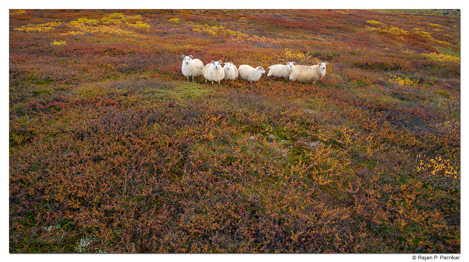 Sheep, Búrfellshraun, Mývatn, Autumn, Iceland