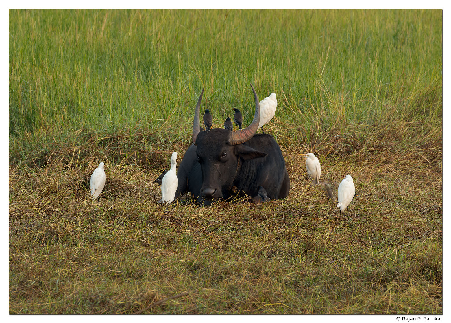 Bull, Egrets, Jungle Myna in Miramar-Caranzalem field, Goa
