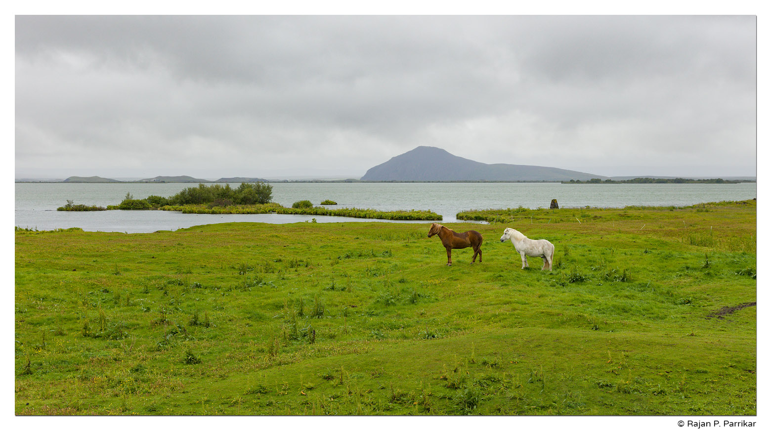 Icelandic Horses in Mývatn