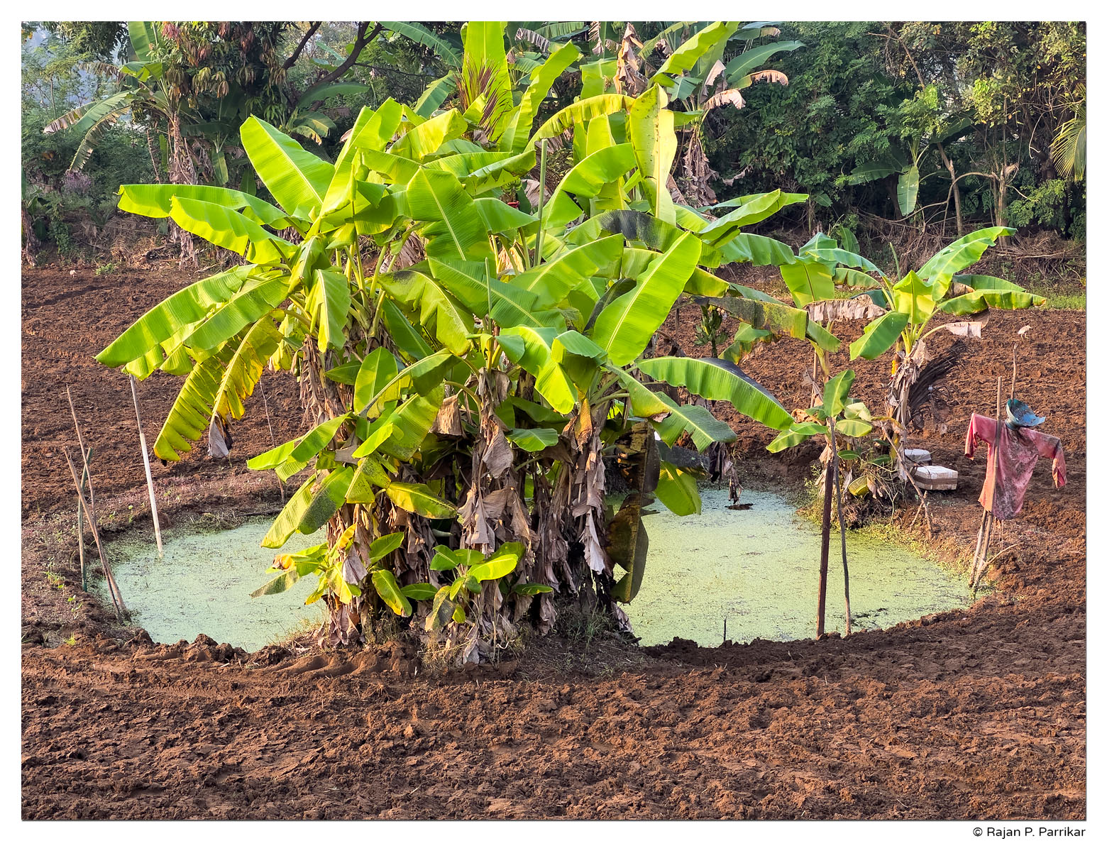 Banana plants, Taleigao, Goa