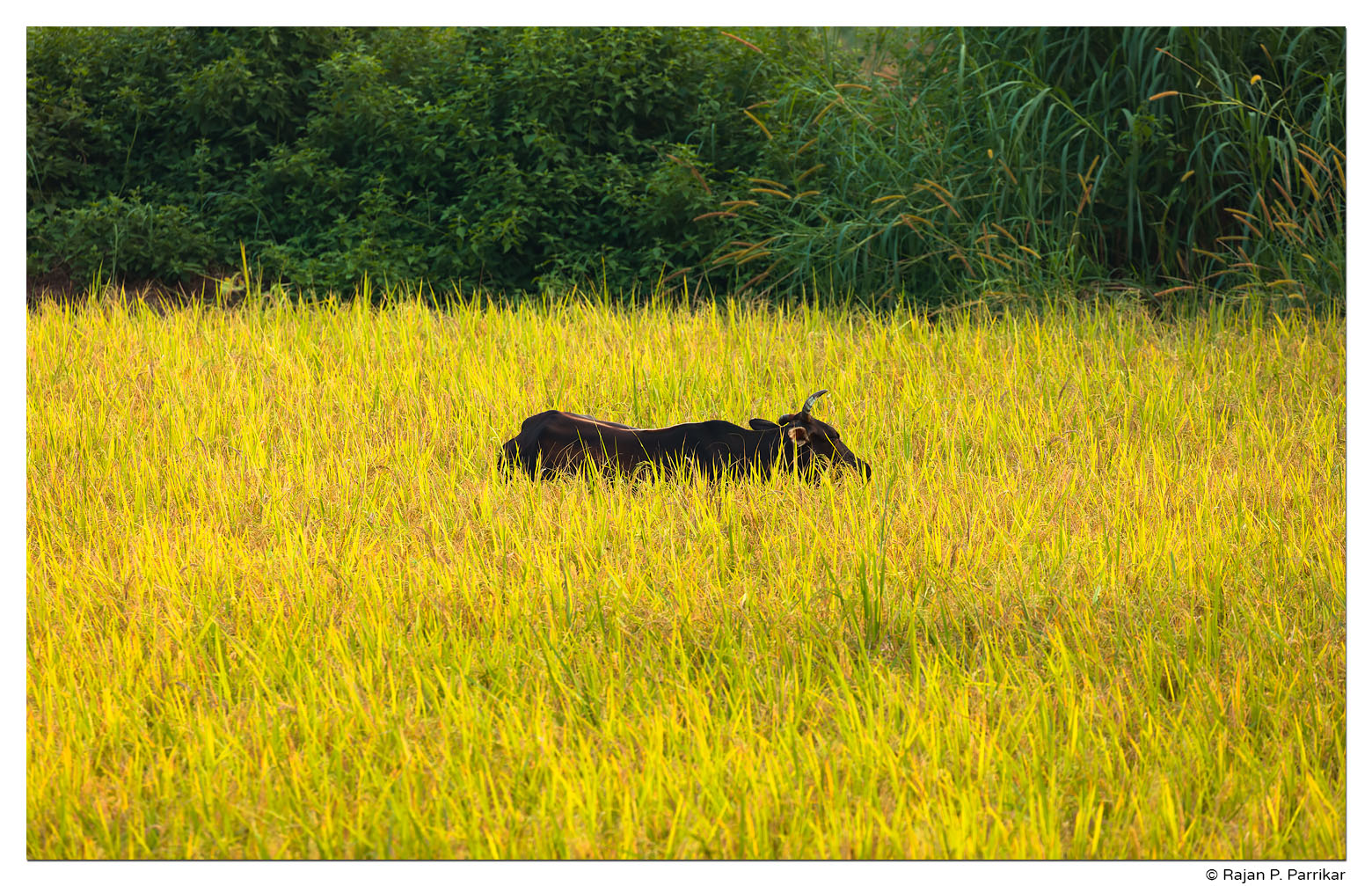 Bull in Taleigao field, Goa