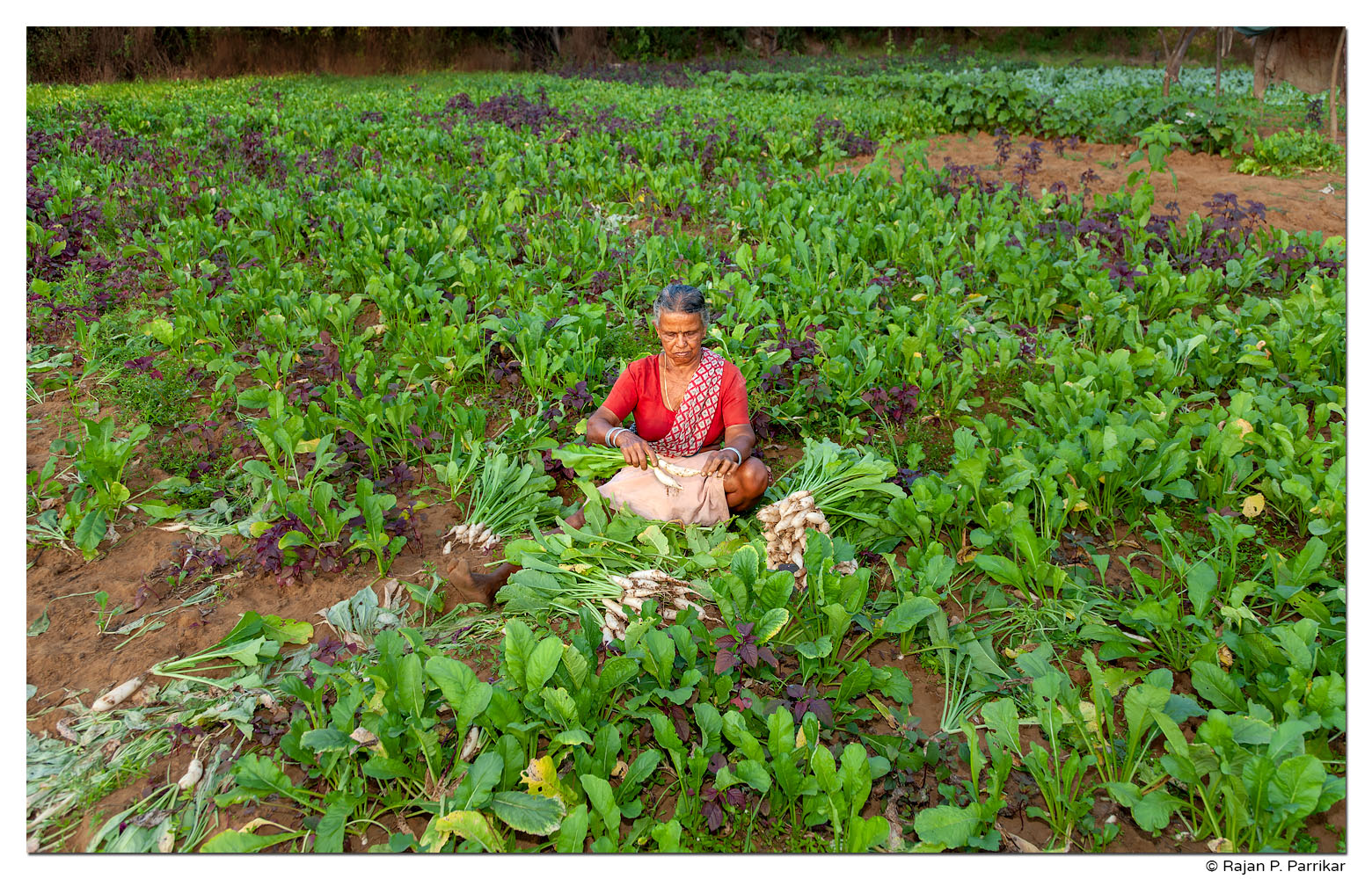Sitabai Canconkar, farmer - Taleigao, Goa