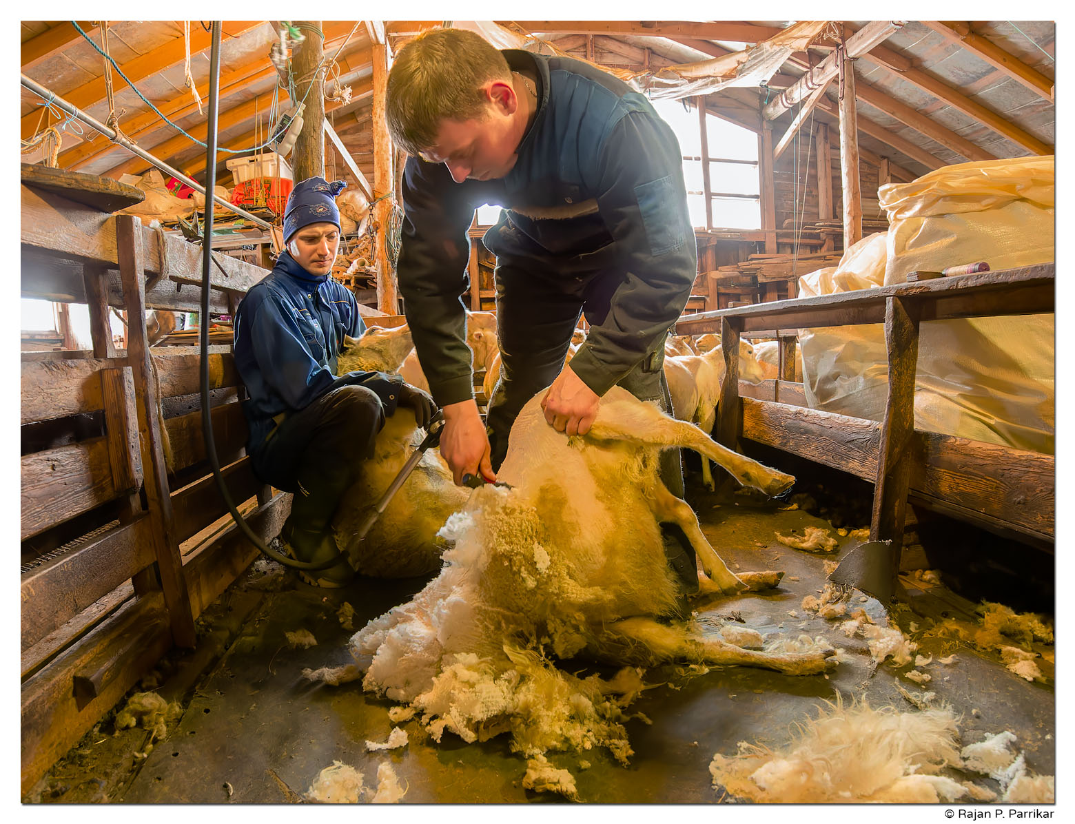 Steini Finn and Davið shear sheep at Krossnes farm, Strandir, Iceland
