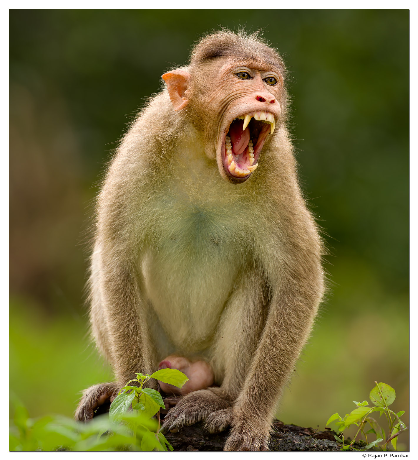 Bonnet Macaque in Sulcorna, Goa
